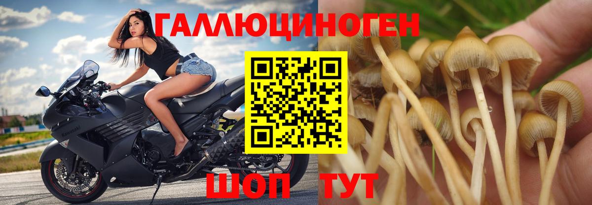 Псилоцибиновые грибы GOLDEN TEACHER  Вход с VPN  Псилоцибиновые грибы прущие грибы  Лесосибирск 